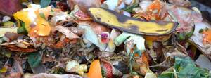 Image for International Day of Awareness of Food Loss and Waste