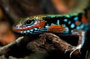 Image for Reptile Awareness Day
