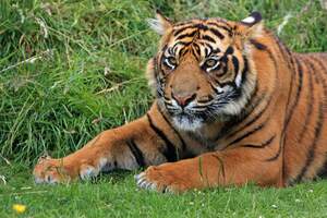 Image for International Tiger Day